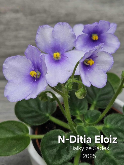 N-Ditia Eloiz
